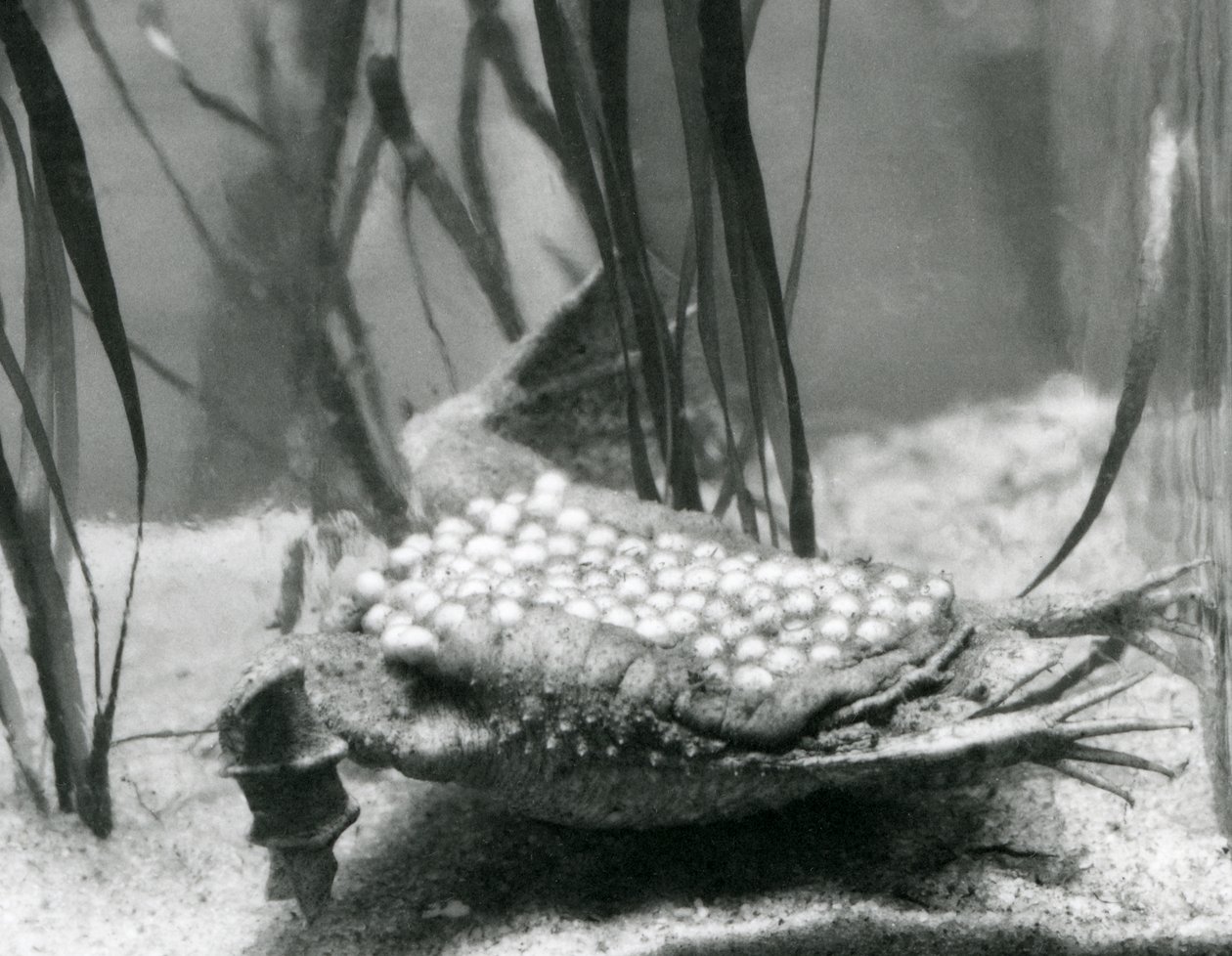Eine weibliche Surinamkröte mit ihren Eiern, die in die Haut ihres Rückens eingebettet sind, Londoner Zoo von Frederick William Bond