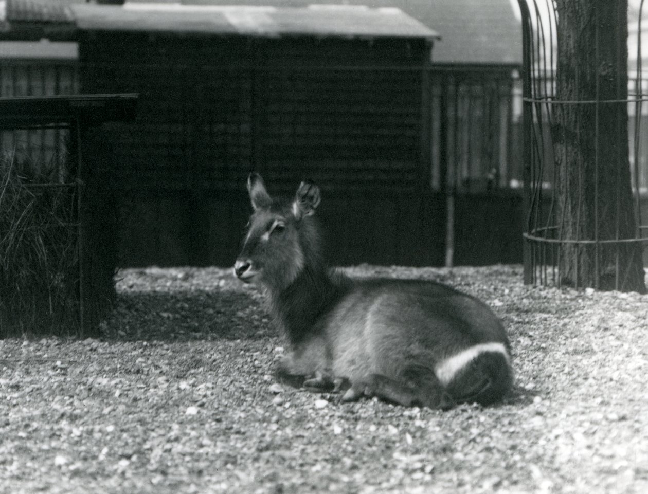 Ein weiblicher Wasserbock, Kobus ellipsiprymnus, sitzt in ihrem Gehege im Londoner Zoo, Juni 1924 von Frederick William Bond