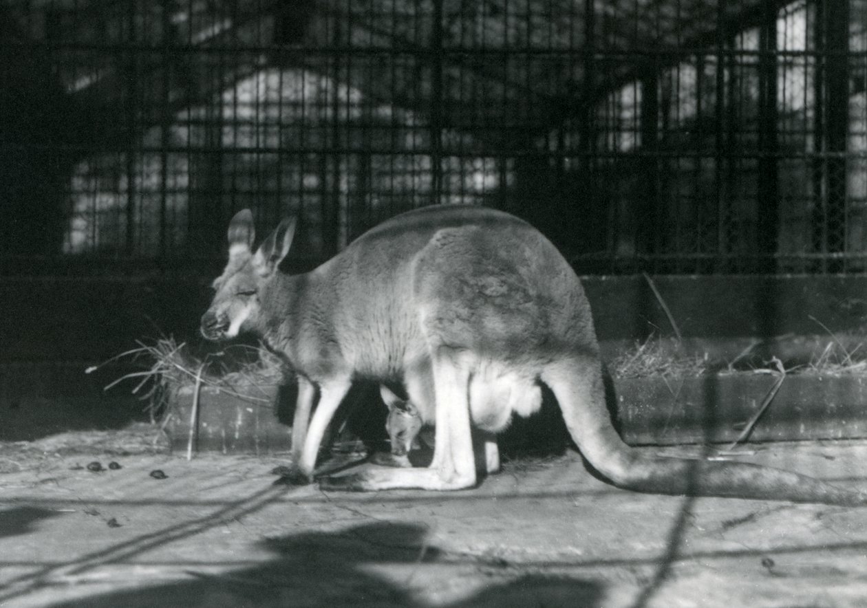 Ein weibliches rotes Känguru mit ihrem Jungen im Beutel, Londoner Zoo, 1922 von Frederick William Bond