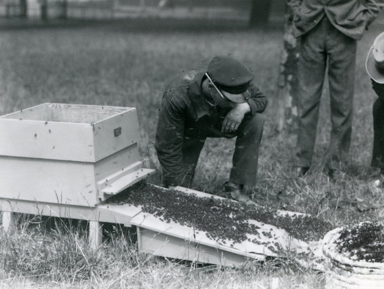 Eine Gruppe von Wärtern, darunter Brown, bewegt einen Schwarm Honigbienen, Londoner Zoo, Juli 1926 von Frederick William Bond
