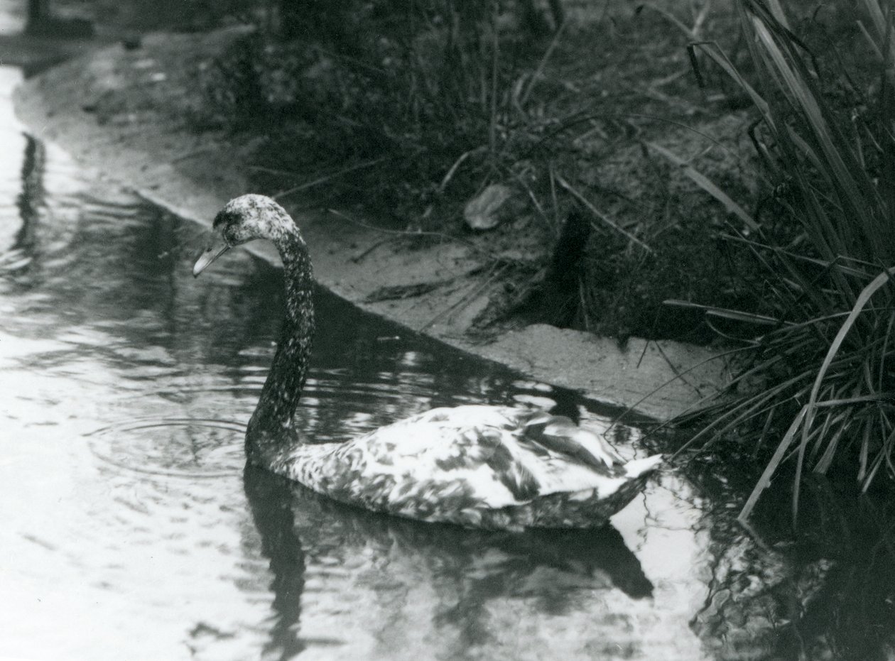 Ein Hybridschwan, Stumm x Schwarz, schwimmt in einem Teich im Londoner Zoo, 1927 von Frederick William Bond