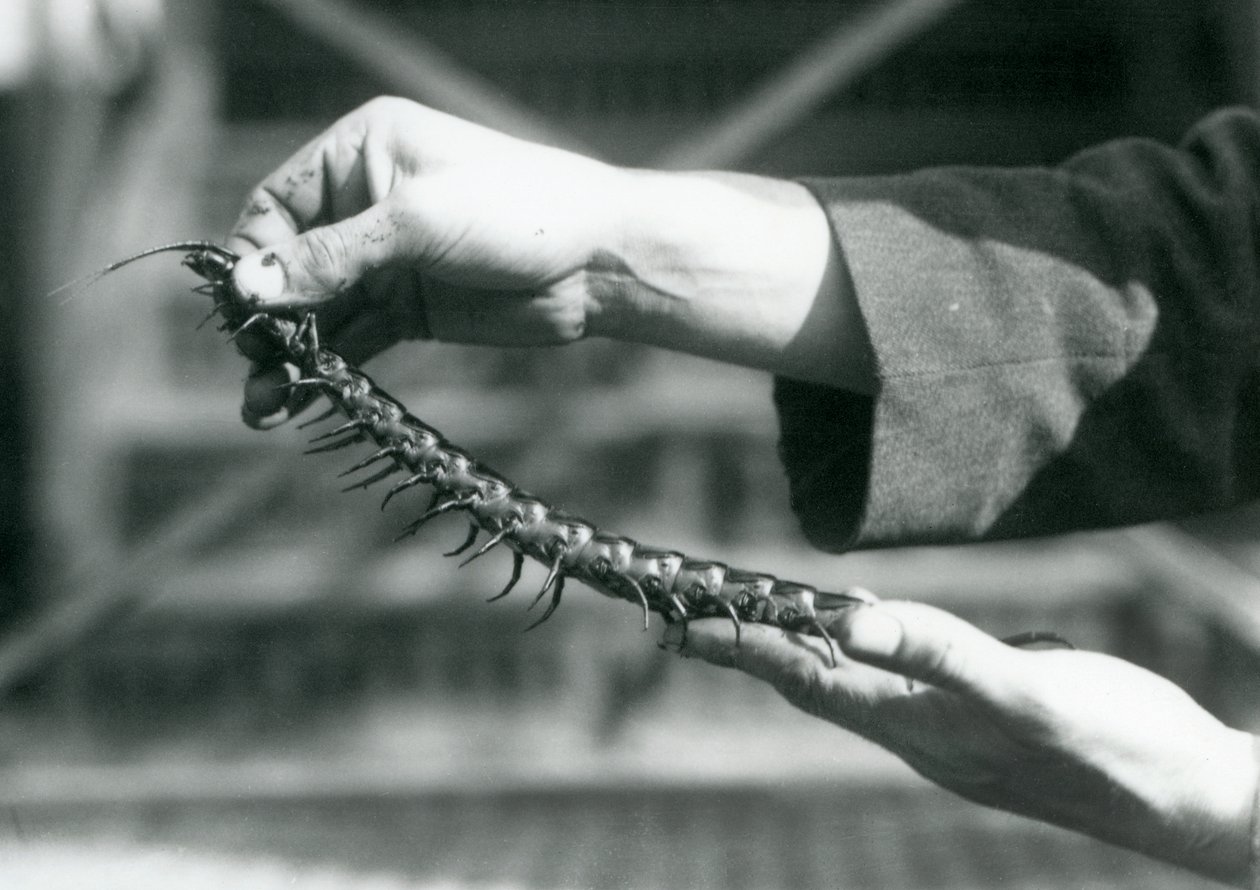 Ein Wärter hält einen Riesentausendfüßler in seinen Händen, Londoner Zoo, 1927 von Frederick William Bond