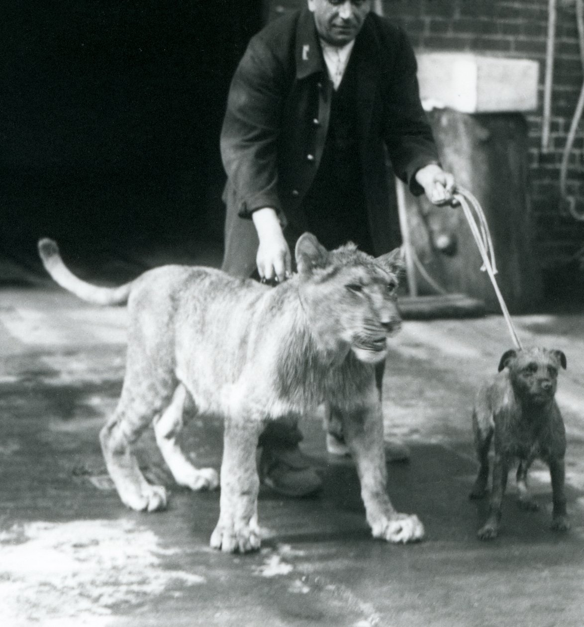 Ein Wärter führt einen Hund und einen jungen Löwen spazieren, Londoner Zoo, August 1925 von Frederick William Bond
