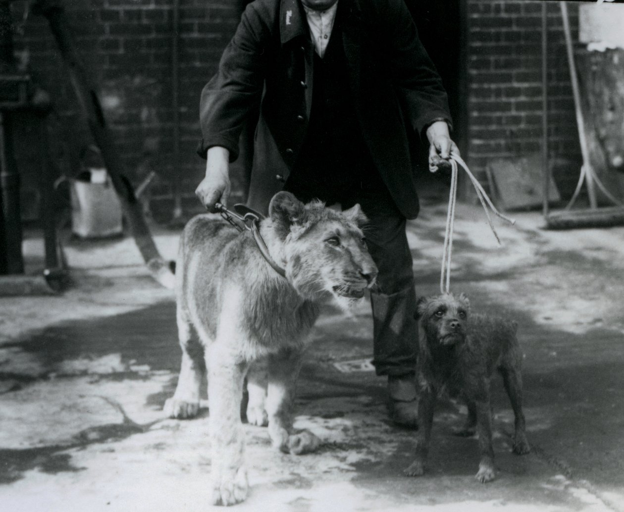 Ein Wärter führt einen Irish Terrier und einen jungen Löwen an der Leine spazieren, London Zoo, September 1925 von Frederick William Bond