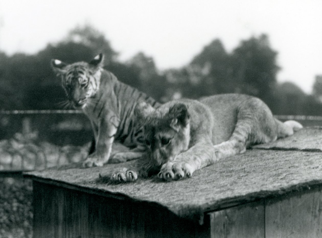 Ein Löwen- und ein Tigerjunges sitzen zusammen auf dem Dach ihres Geheges, Londoner Zoo, September 1925 von Frederick William Bond