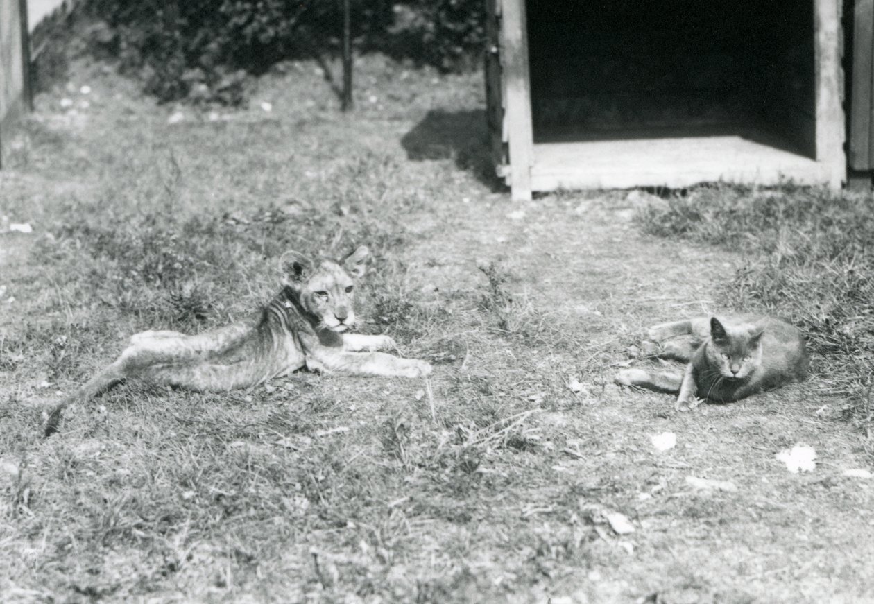 Ein Löwenjunges, das auf einem Rasen liegt, nahe einer offenen Holzkiste, mit einer Hauskatze, Londoner Zoo, Juli 1925 von Frederick William Bond