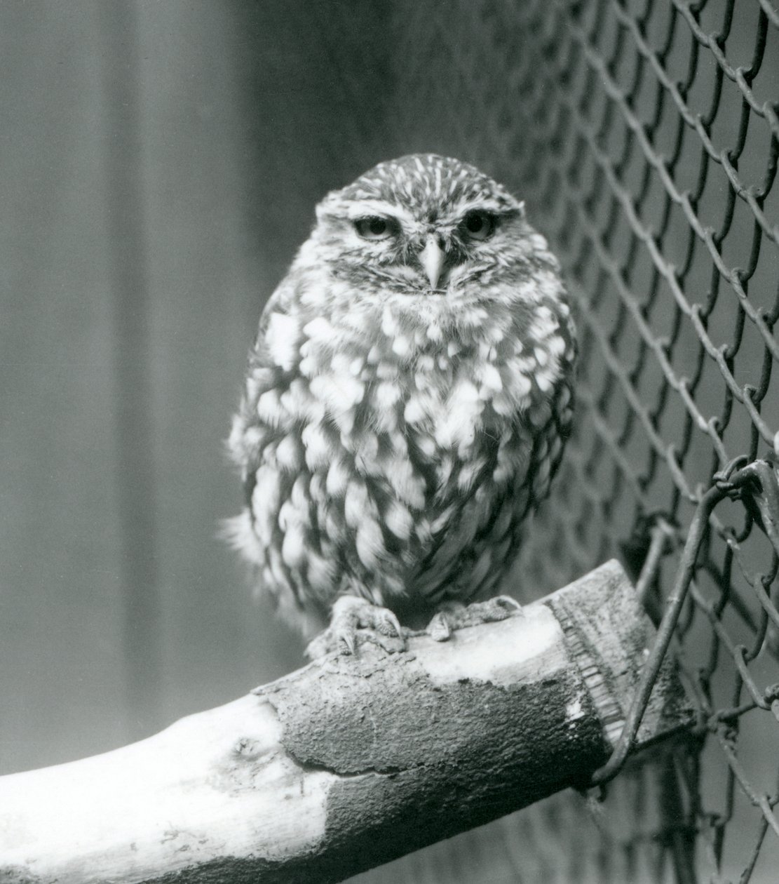 Eine kleine Eule, die auf einem Ast neben dem Drahtnetz ihres Geheges sitzt, Londoner Zoo, November 1925 von Frederick William Bond