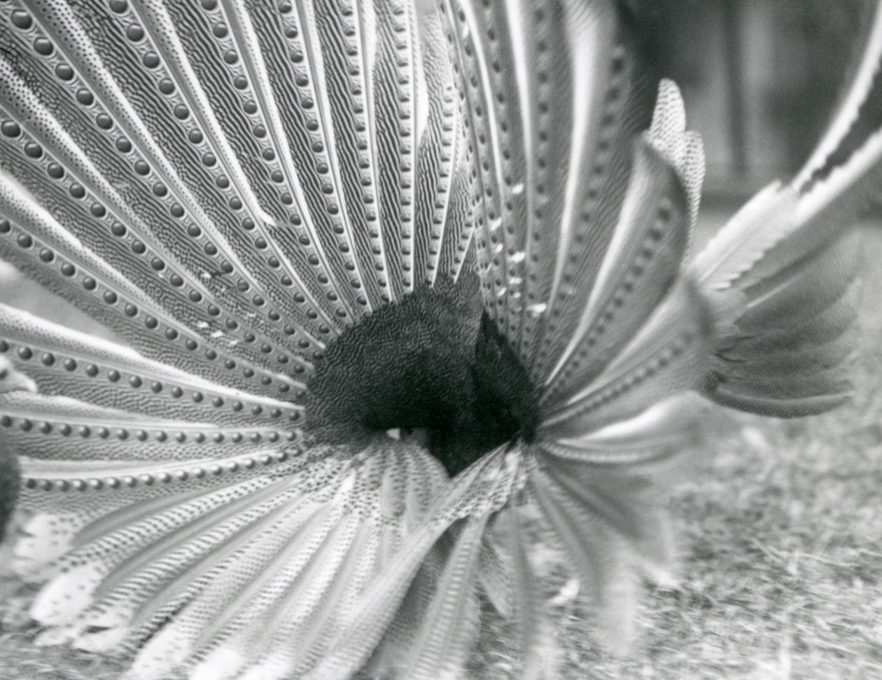 Ein männlicher Argusfasan, Balzdisplay, London Zoo, Januar 1926 von Frederick William Bond
