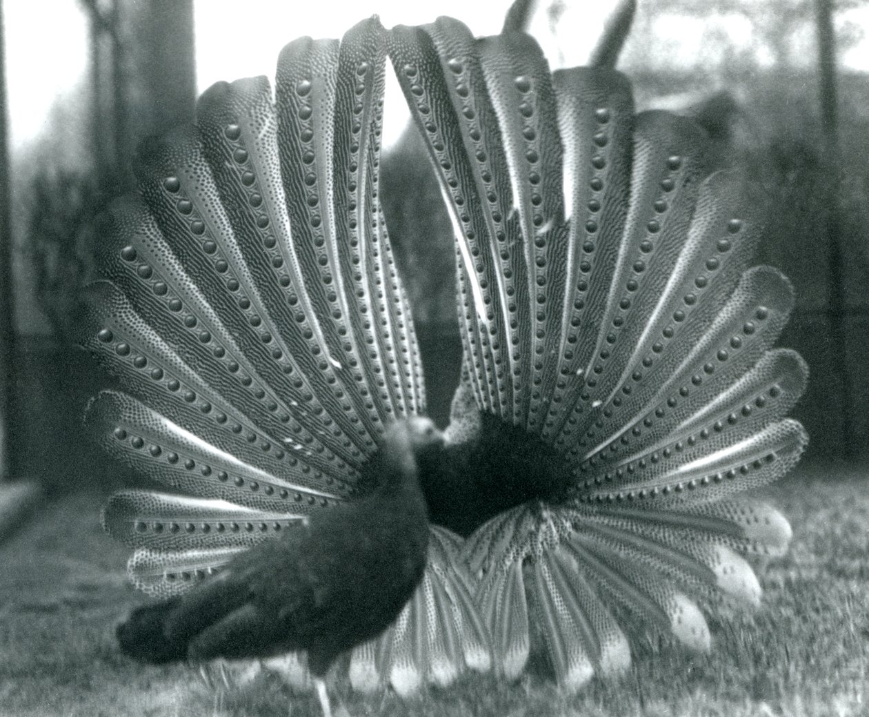 Ein männlicher Argusfasan, Balzdisplay, mit einem Weibchen neben ihm, London Zoo, Januar 1926 von Frederick William Bond