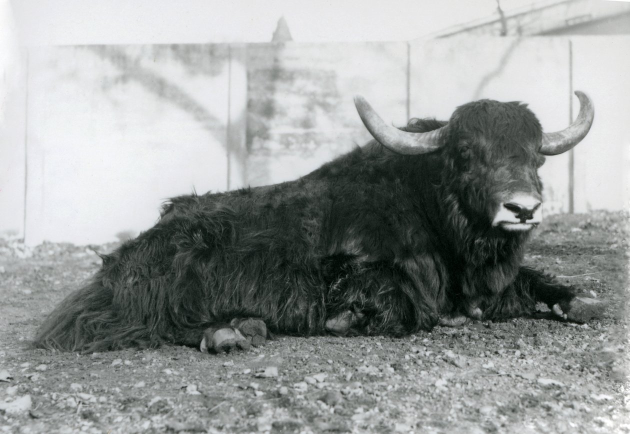 Ein männlicher Yak liegt in seinem Gehege im Londoner Zoo im August 1928 von Frederick William Bond