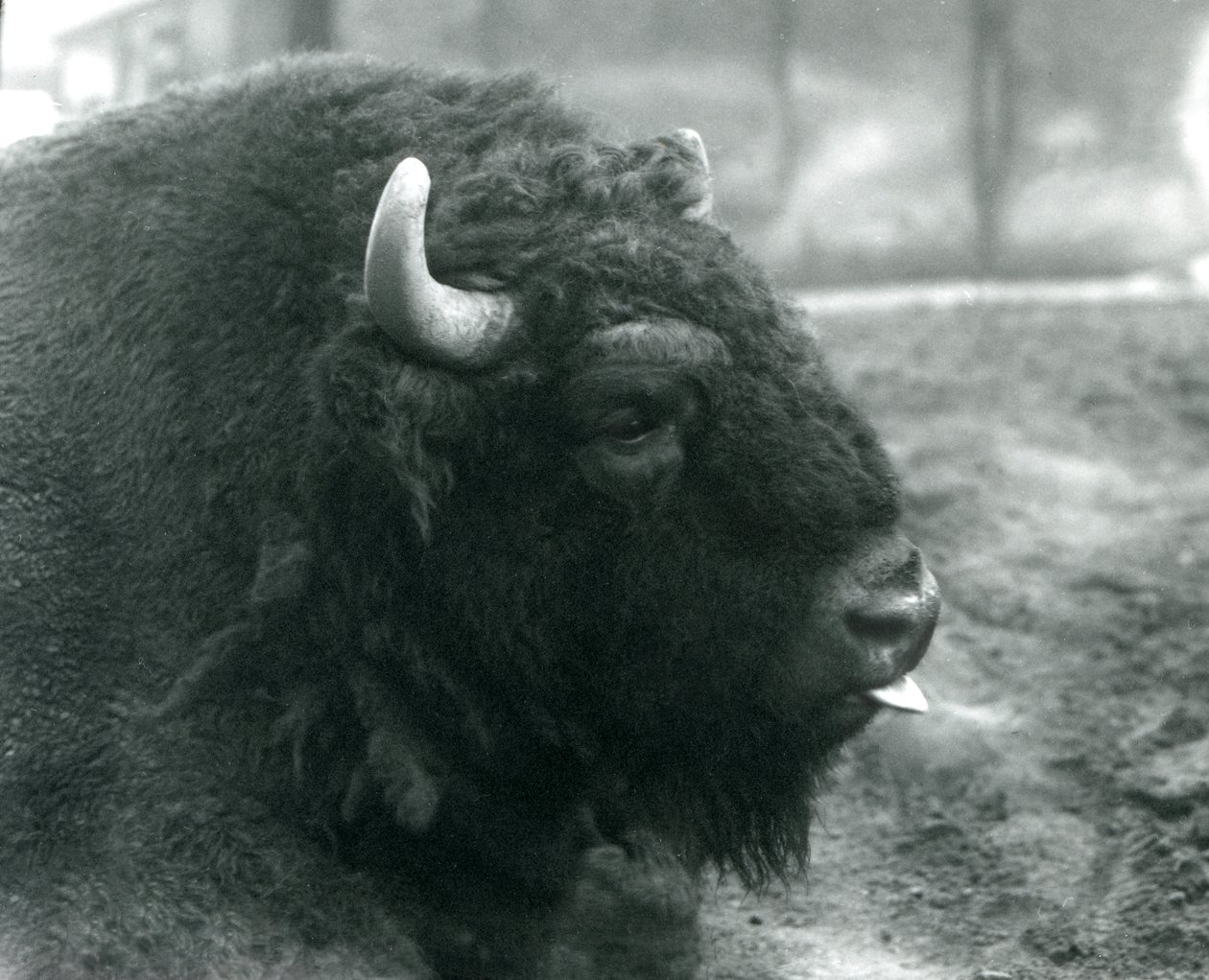 Ein männlicher/europäischer Bison, London Zoo, Februar 1928 (s/w Foto) von Frederick William Bond