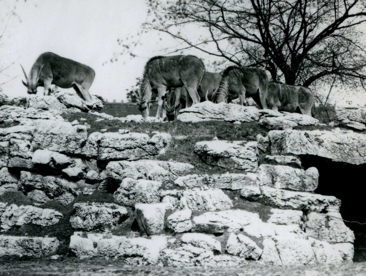 Eine kleine Herde von Gemeinen Elenantilopen, die zwischen den Felsen im Elenantilopen-Gehege im Londoner Zoo im Juni 1925 grasen von Frederick William Bond
