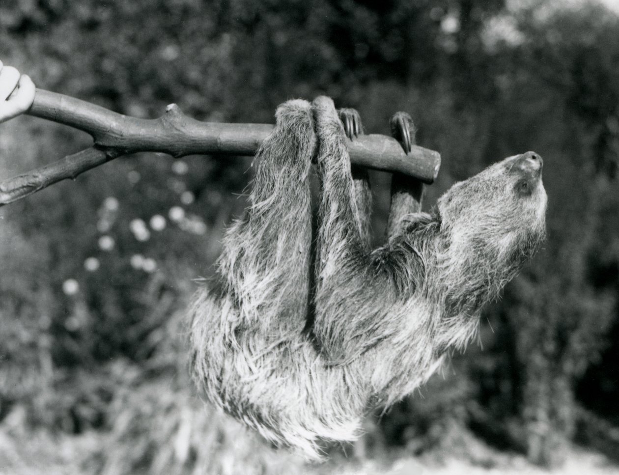 Ein Zweifingerfaultier, das an einem abgeschnittenen Ast hängt, gehalten von einem Pfleger, Londoner Zoo, September 1925 von Frederick William Bond