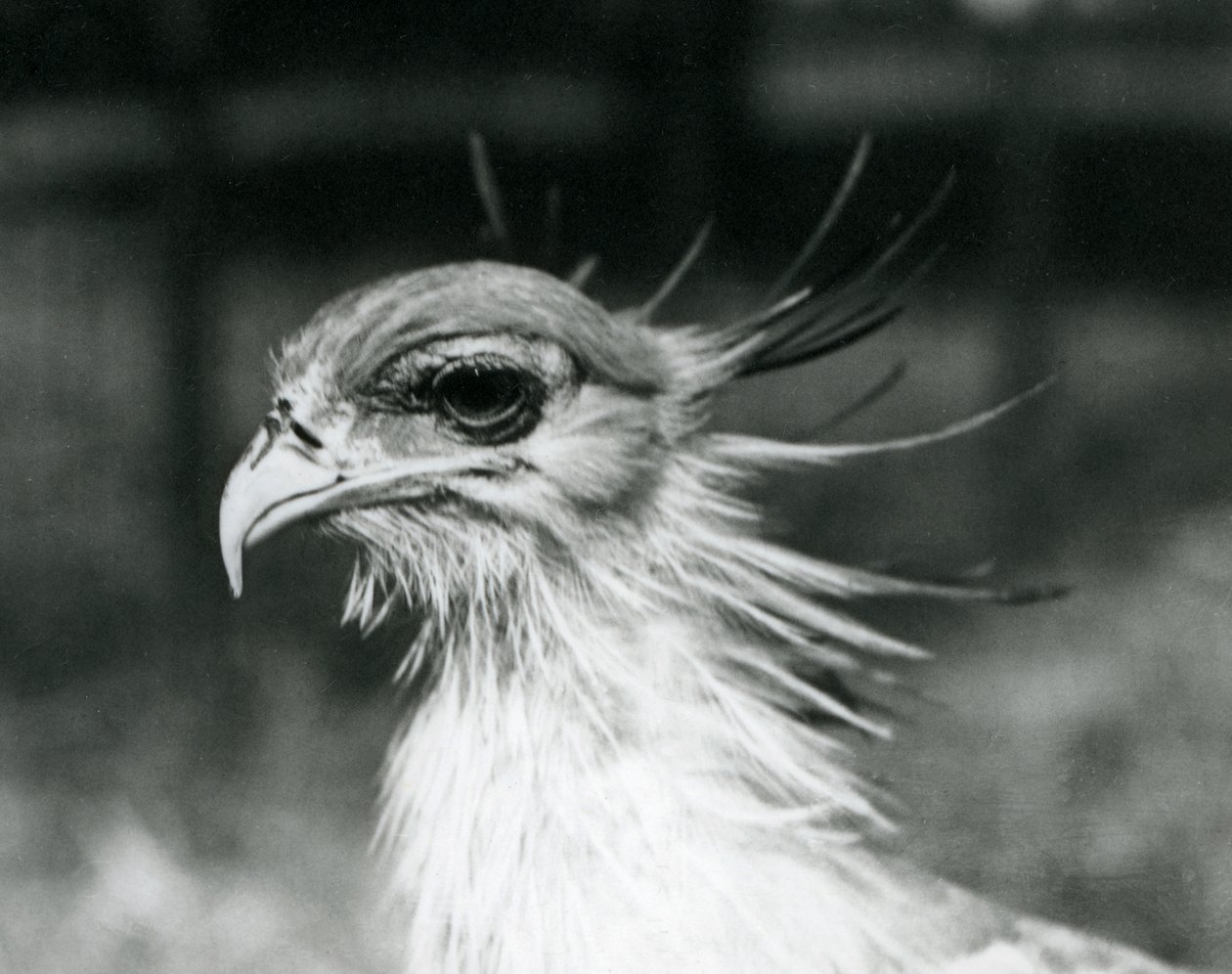 Ein verletzlicher Sekretärvogel im Londoner Zoo im Jahr 1928 (s/w Foto) von Frederick William Bond