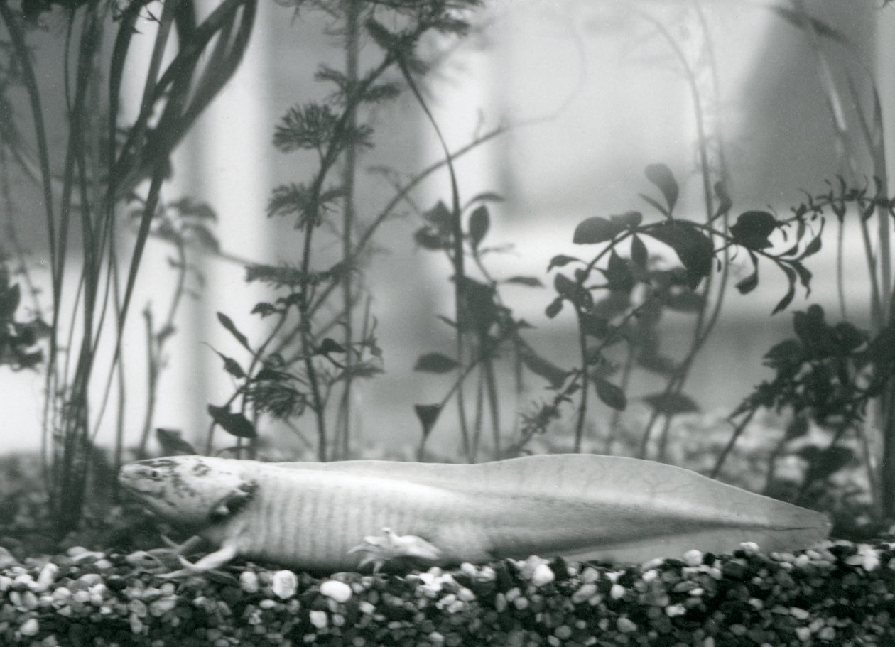Ein weißer Axolotl/Mexikanischer Salamander, der auf Kies auf dem Boden eines Tanks im Londoner Zoo im Jahr 1928 ruht von Frederick William Bond