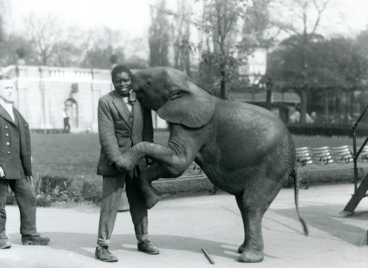 Ein junger afrikanischer Zwergelefant steht auf den Hinterbeinen, um ihren afrikanischen Trainer zu umarmen, während der Pfleger zusieht, Londoner Zoo, Juli 1925 von Frederick William Bond