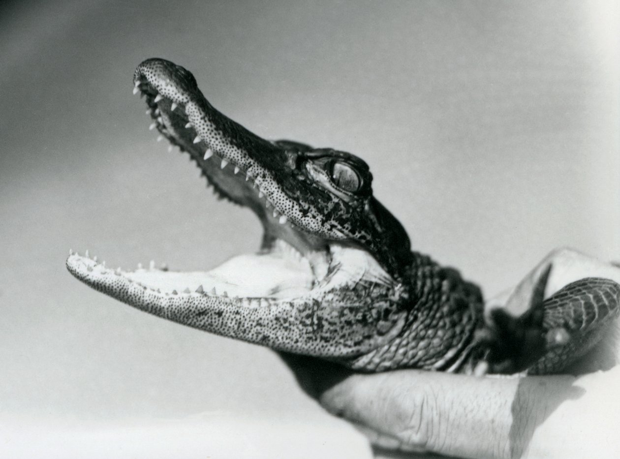 Ein junger Alligator, der um den Hals seines Pflegers gehalten wird, London Zoo, August 1928 (s/w Foto) von Frederick William Bond
