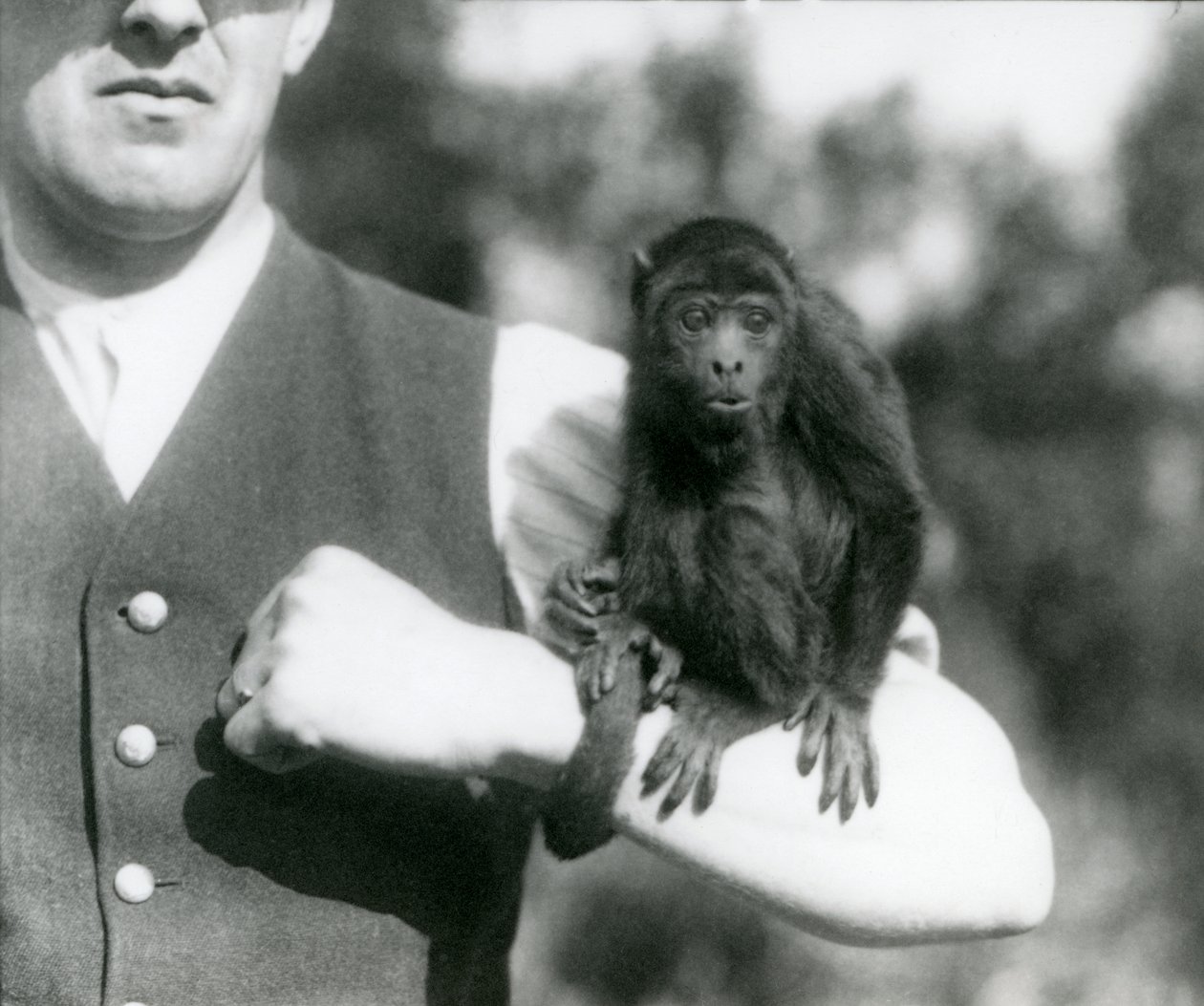 Ein junger Schwarzer Brüllaffe sitzt auf dem Arm eines Mannes mit seinem Greifschwanz um dessen Handgelenk gewickelt, Londoner Zoo, 1923 von Frederick William Bond