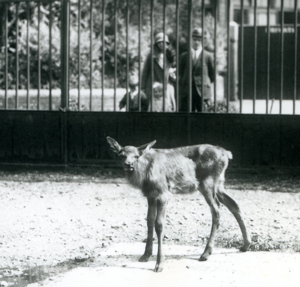 Ein junger Wapiti/Elch steht in seinem Gehege, Besucher schauen durch Gitterstäbe zu, Londoner Zoo, August 1927 (s/w Foto) von Frederick William Bond