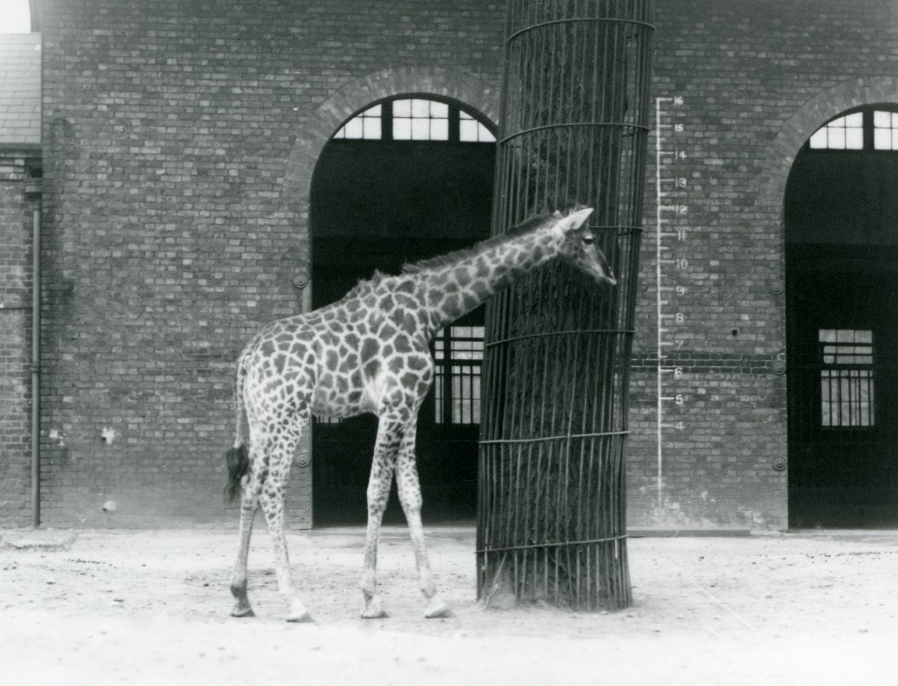 Eine junge weibliche Giraffe, die vor einem Baum im Gehege vor dem Giraffenhaus steht, Londoner Zoo von Frederick William Bond