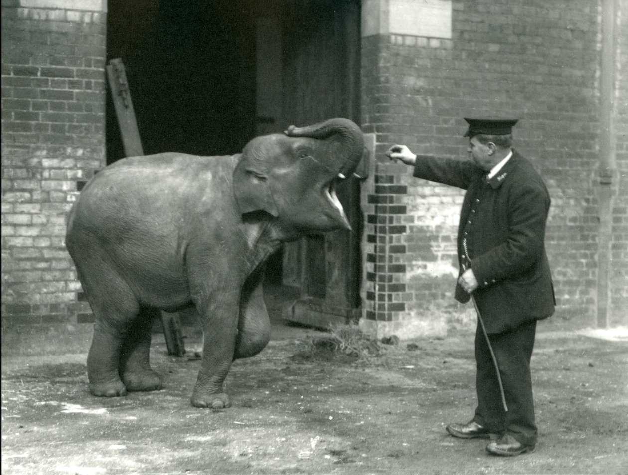Ein junger weiblicher indischer Elefant mit Wärter H. Robertson, London Zoo, 22. Februar 1922 von Frederick William Bond