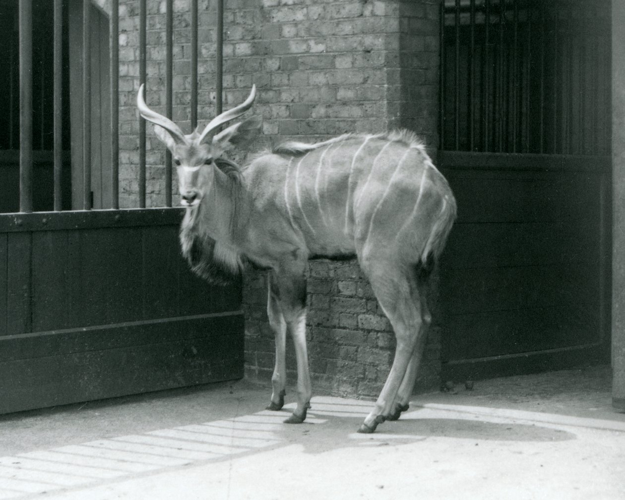 Ein junger männlicher Großer Kudu in seinem Gehege im Londoner Zoo 1929 von Frederick William Bond