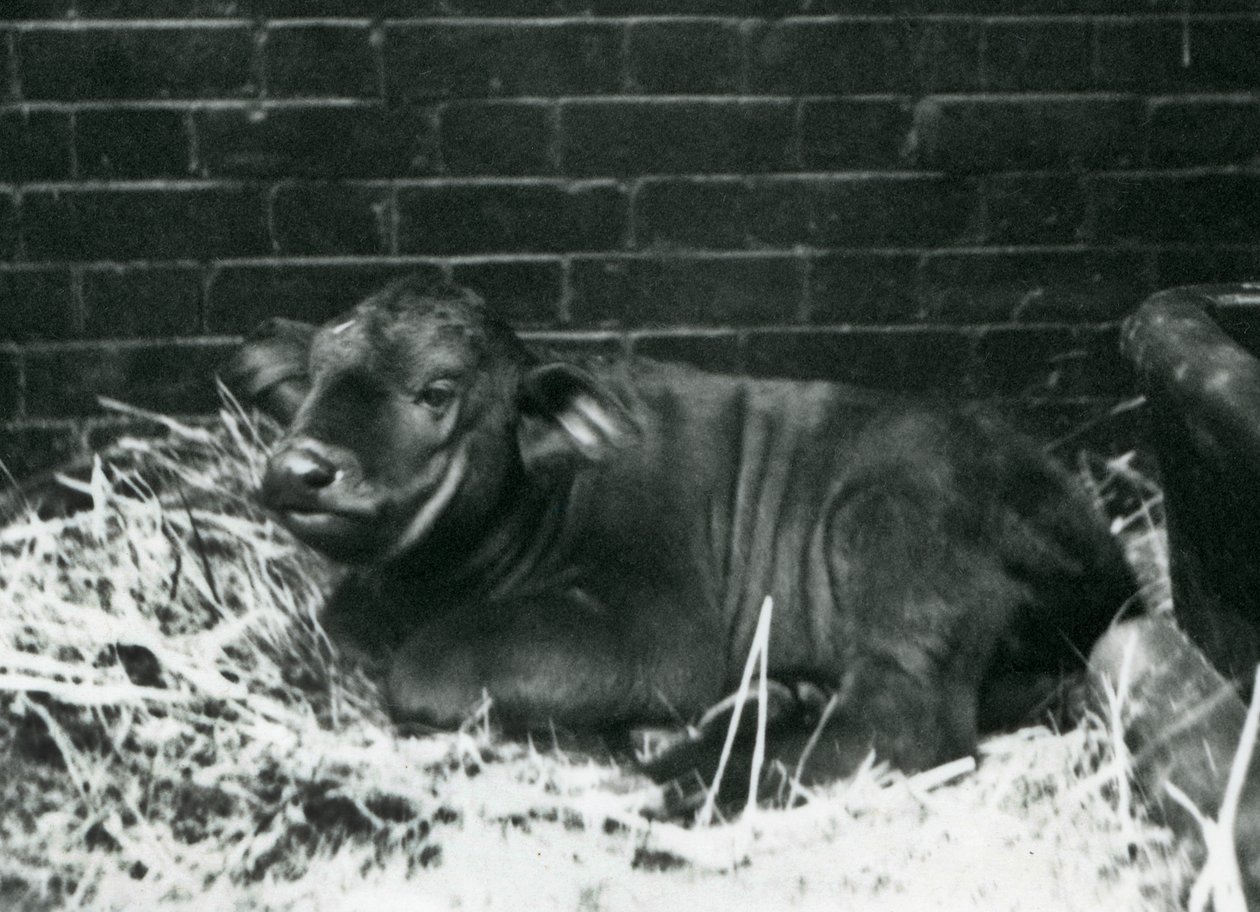 Ein Afrikanisches Büffelkalb, geboren in der Menagerie am 8. Februar 1927, liegend im Stroh, Londoner Zoo, Februar 1927 von Frederick William Bond