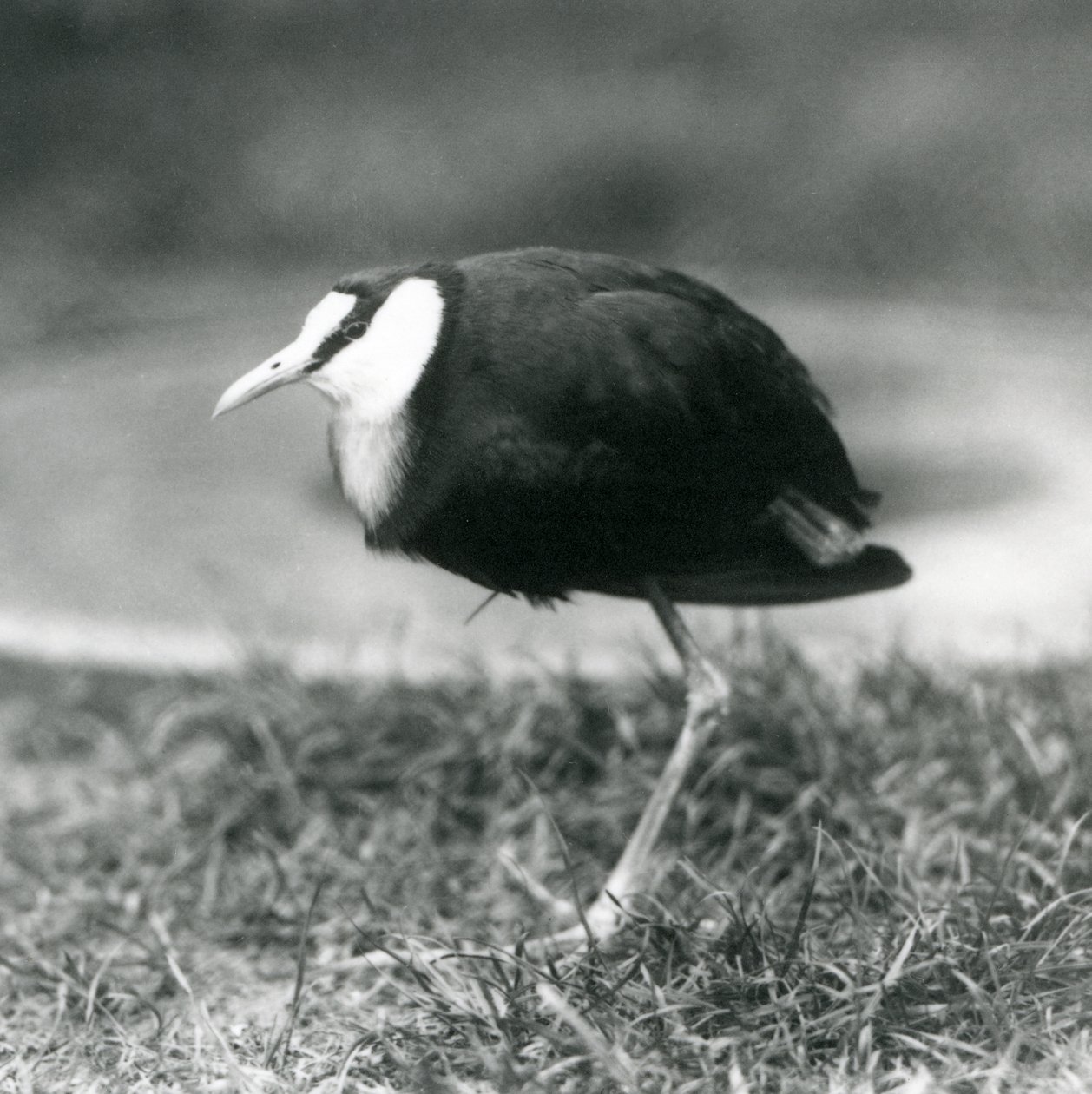 Ein Afrikanischer Jacana steht auf Gras im Londoner Zoo, August 1927 von Frederick William Bond