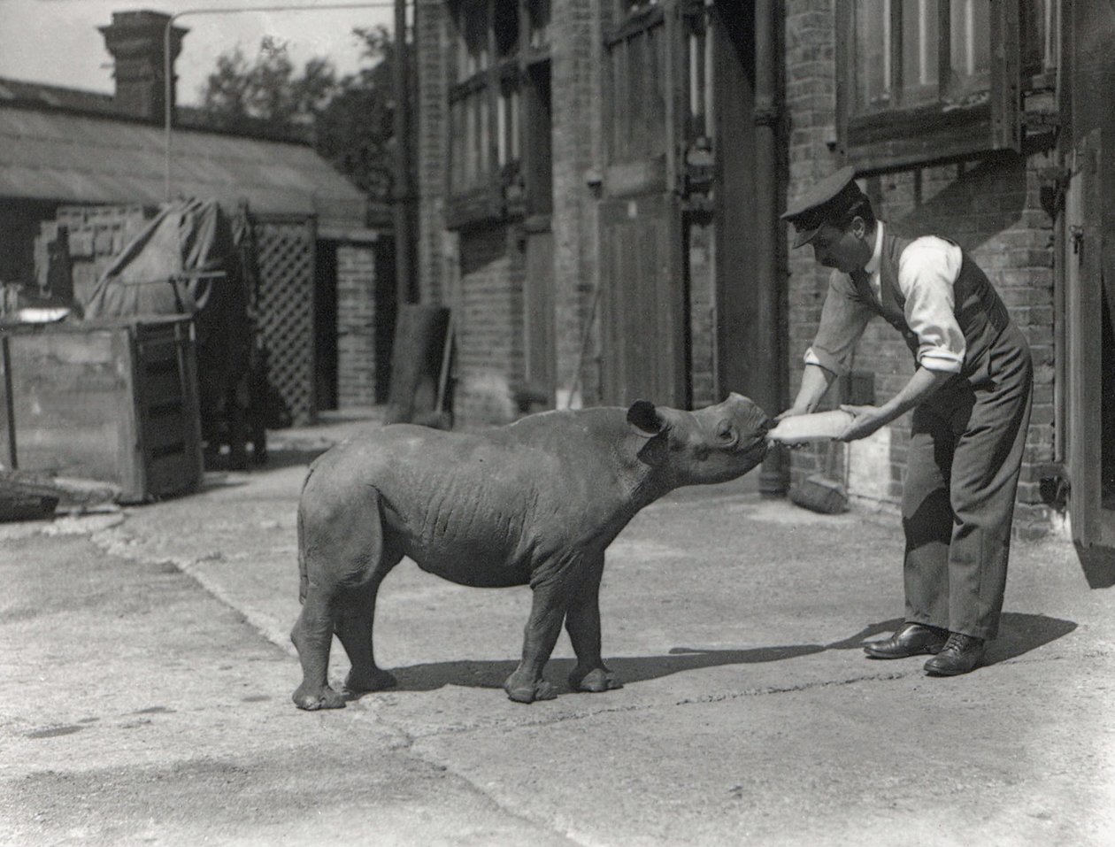 Ein afrikanisches Nashorn, Kathlene, und Wärter Harry Warryck im ZSL London Zoo, September 1928 von Frederick William Bond