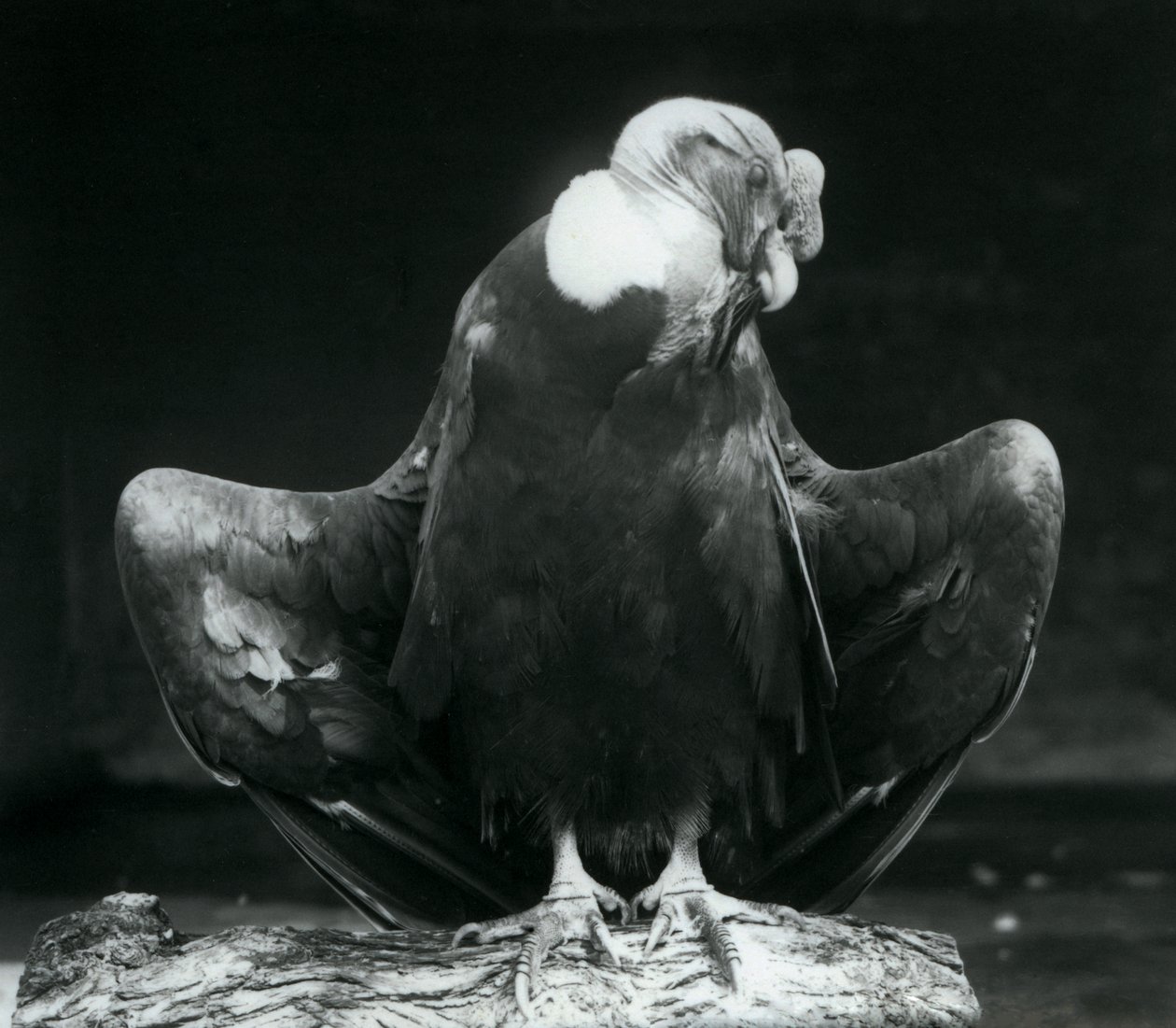 Ein Andenkondor ruht auf einem Baumstamm, London Zoo, 1925 von Frederick William Bond