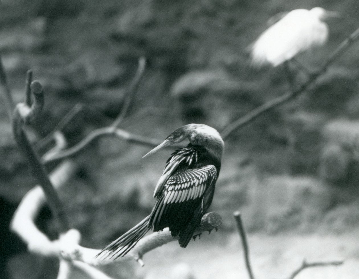 Ein Anhinga-Amerikanischer Schlangenhalsvogel sitzt auf einem Ast im Londoner Zoo im September 1927 von Frederick William Bond