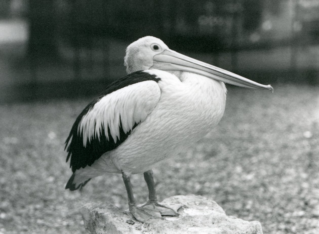 Ein australischer Pelikan auf einem Stein im Londoner Zoo, 1929 (s/w Foto) von Frederick William Bond