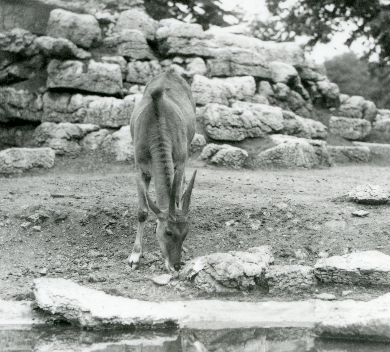 Ein Elenantilopen grast im Antilopengehege im Londoner Zoo 1929 von Frederick William Bond