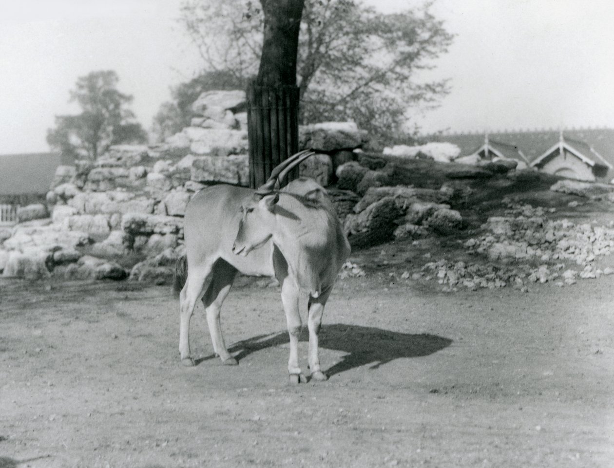 Ein Elenantilopen im Gehege im Londoner Zoo 1929 von Frederick William Bond