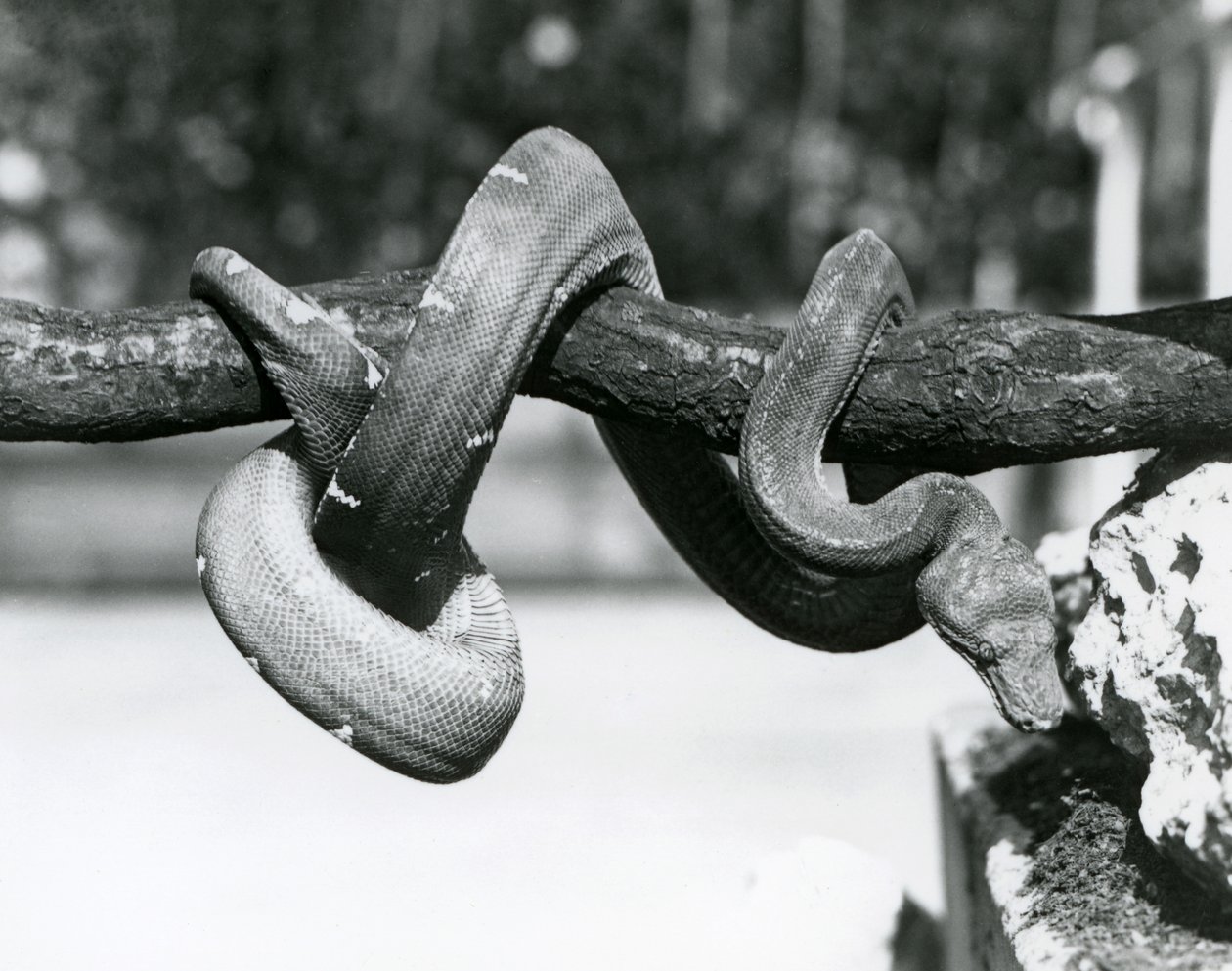 Ein Smaragdbaumboa, dessen Körper sich um einen horizontalen Ast windet, nach unten blickend, London Zoo, Oktober 1928 von Frederick William Bond