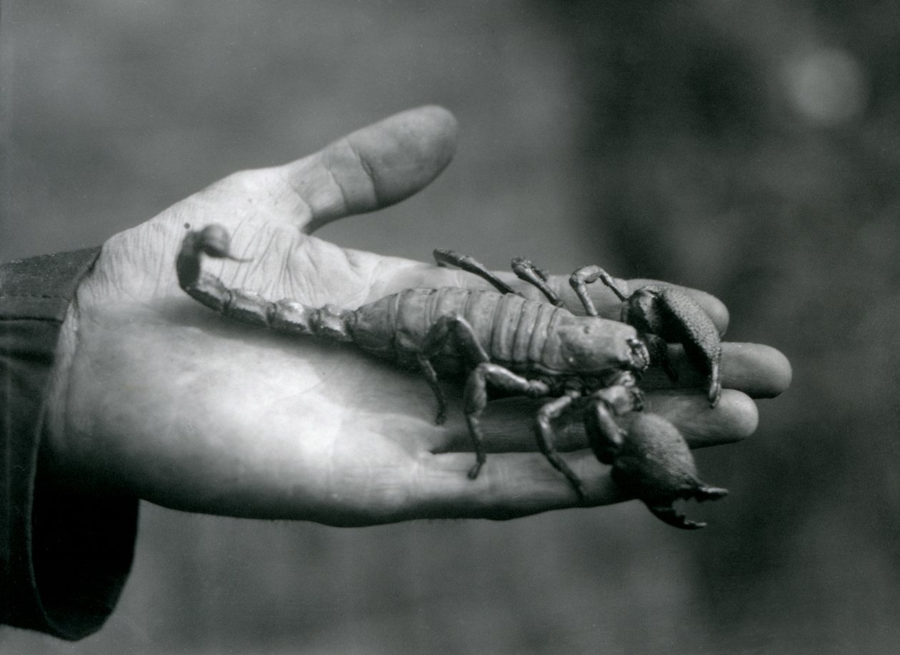Ein Kaiserskorpion in der Hand eines Pflegers, Londoner Zoo, Oktober 1925 von Frederick William Bond
