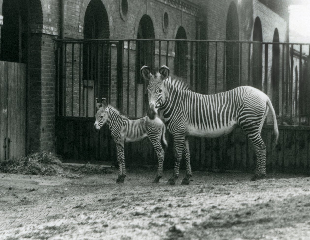 Ein gefährdeter Grevy-Zebra, stehend mit ihrem 4 Tage alten Fohlen, in ihrem Gehege im Londoner Zoo im August 1927 von Frederick William Bond