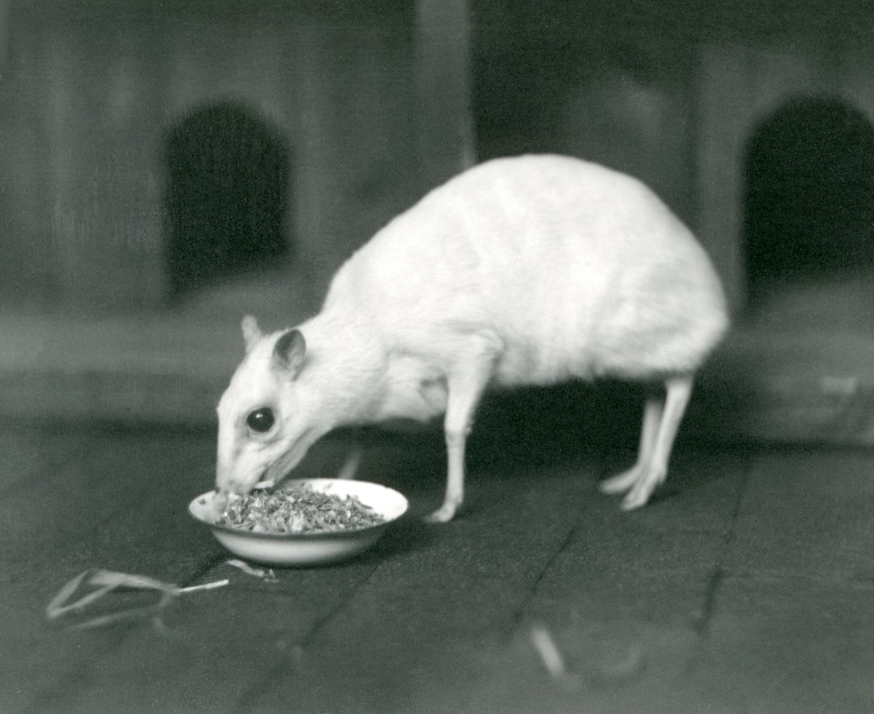 Ein Albino-Javanischer Hirschmaus frisst aus einer Schüssel im Londoner Zoo im Jahr 1926 von Frederick William Bond