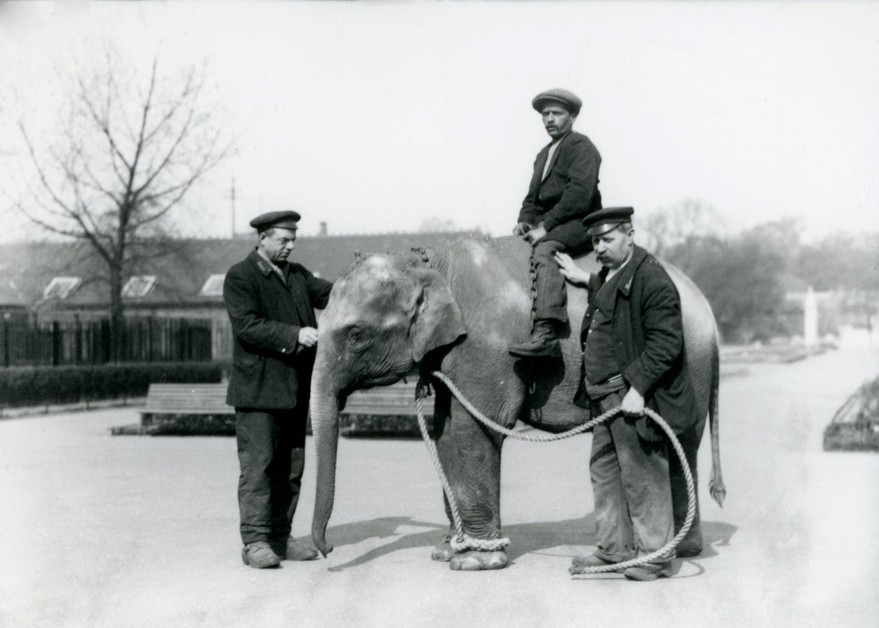 Ein indisches Babyelefant mit den Wärtern A. Church und H. Robertson im Londoner Zoo, Juni 1922 von Frederick William Bond
