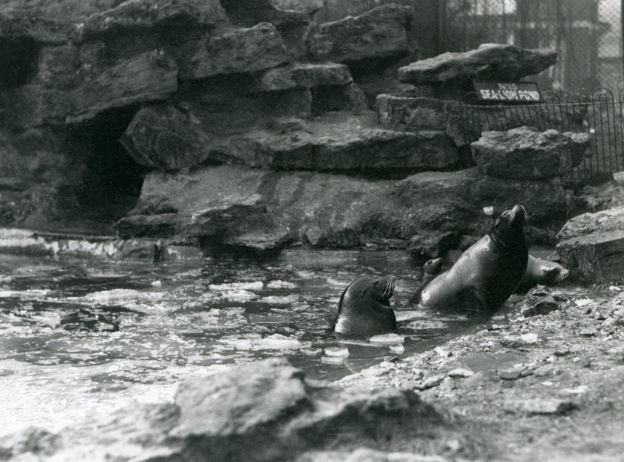 Kalifornische Seelöwen mit Eis auf ihrem Becken, London Zoo von Frederick William Bond