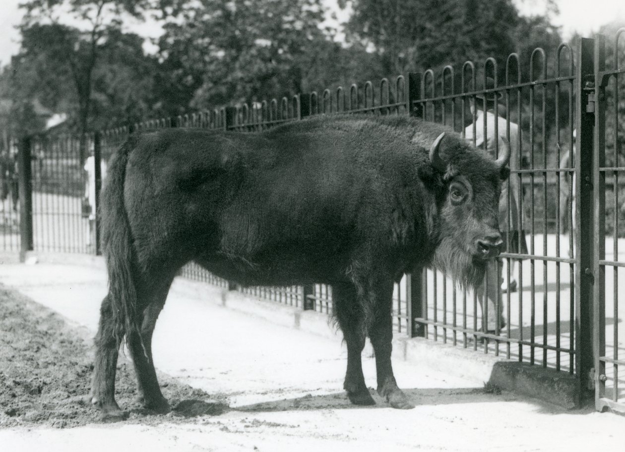Europäischer Bison 