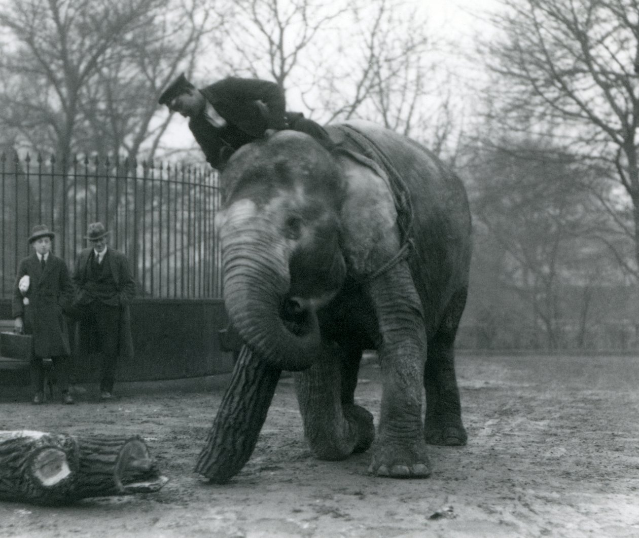 Weiblicher asiatischer Elefant, 