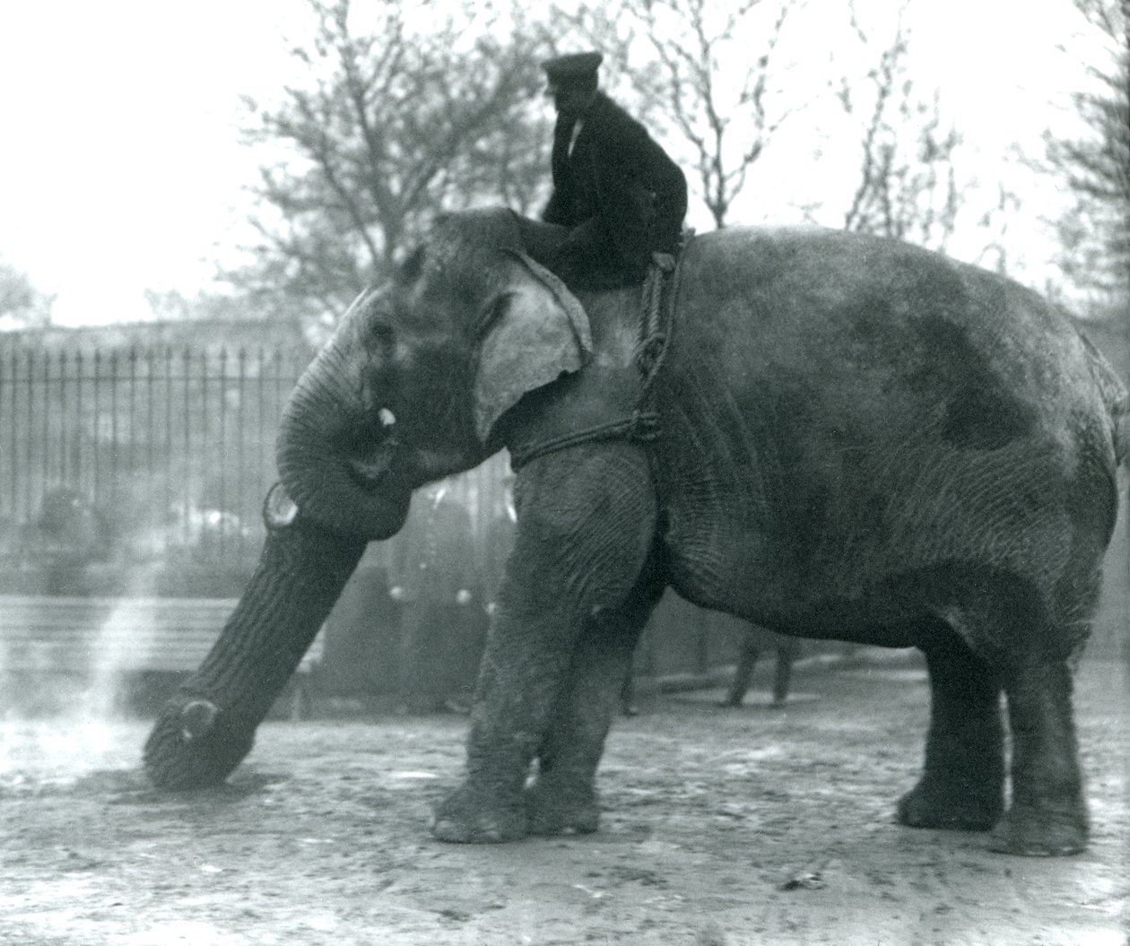 Weiblicher asiatischer Elefant, Indiarani, bewegt Holz mit ihrem Rüssel, während ihr Pfleger auf ihrem Rücken sitzt und sie dirigiert, Londoner Zoo, 1925 von Frederick William Bond