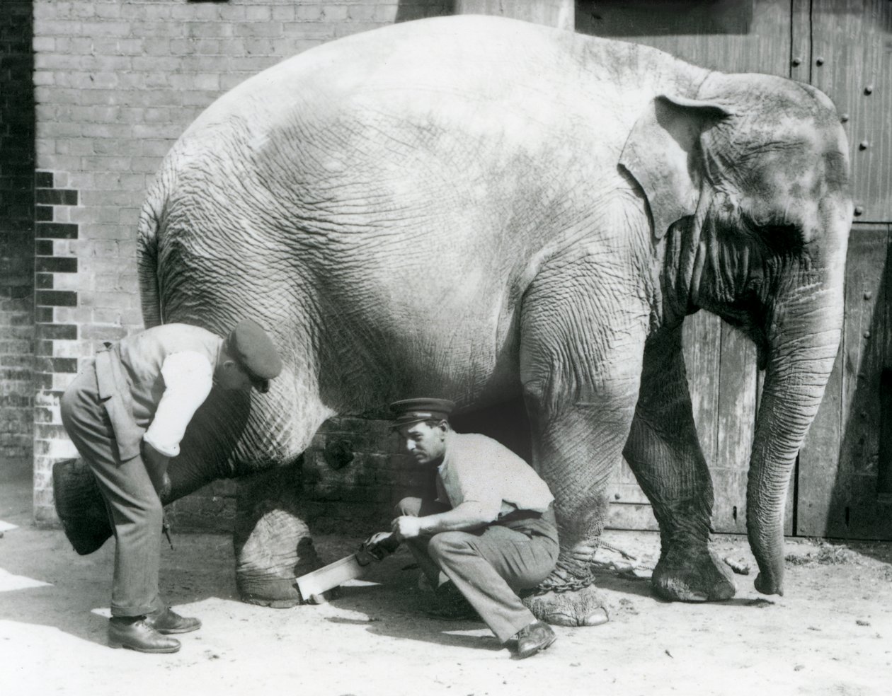 Weiblicher Asiatischer Elefant Sundermalah lässt sich von ihren Wärtern die Füße trimmen, Londoner Zoo, August 1926 von Frederick William Bond