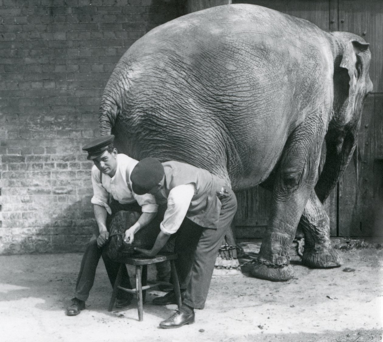 Weiblicher Asiatischer Elefant lässt sich von ihren Wärtern die Füße trimmen, Londoner Zoo, August 1926 von Frederick William Bond
