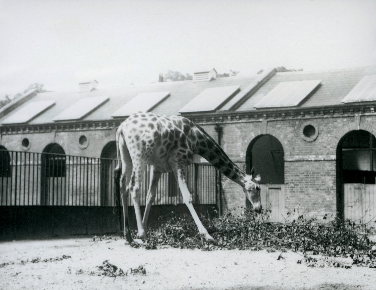 Weibliche Giraffe 