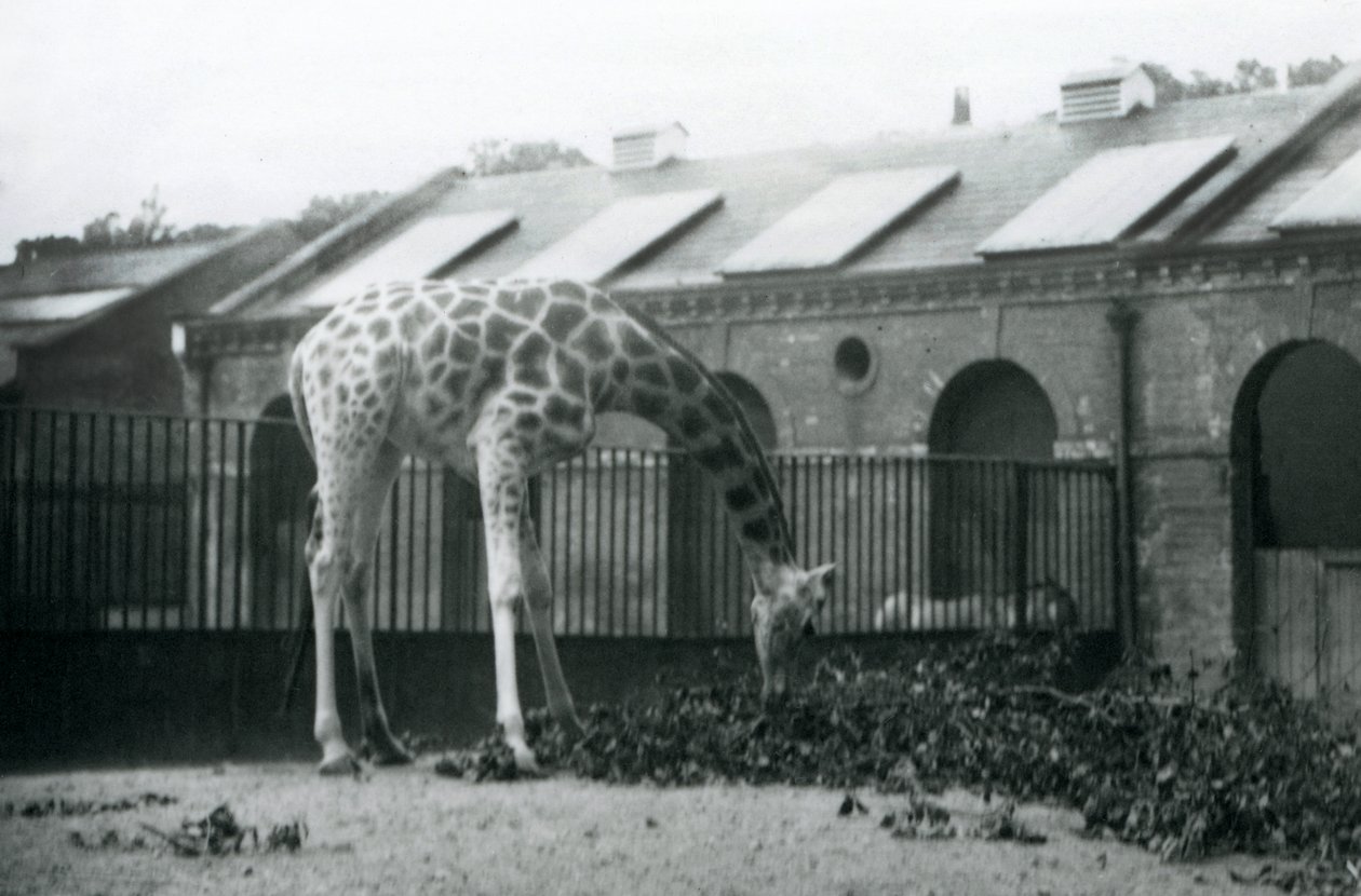 Weibliche Giraffe, 