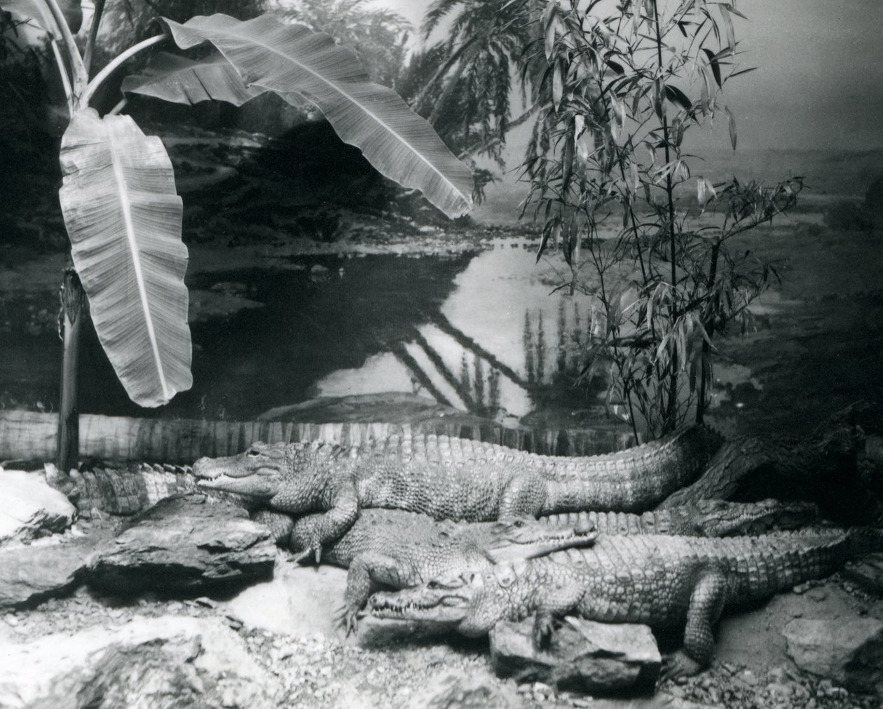 Vier Alligatoren in einer Panoramaszene mit einem Bananenbaum, im London Zoo im Jahr 1929 (s/w Foto) von Frederick William Bond