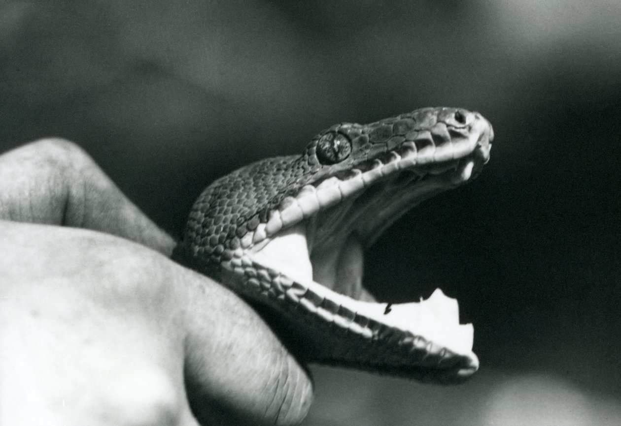 Kopf einer Smaragdbaumboa, mit offenem Mund, am Hals gehalten, von ihrem Pfleger, Londoner Zoo von Frederick William Bond