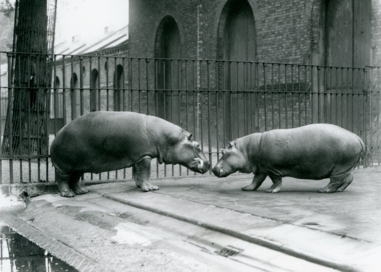 Flusspferde Bobbie und Joan werden im Londoner Zoo vorgestellt, 1923 von Frederick William Bond